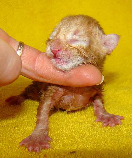     Catsvill County!   !    !       !!!    Catsvill County +7-926-544-74-09     .   ,   ,   ,    ,   ,  ,     ,   -,    ,   !
